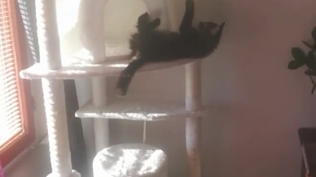 Collab copyright protection - cat fall scratching post fail