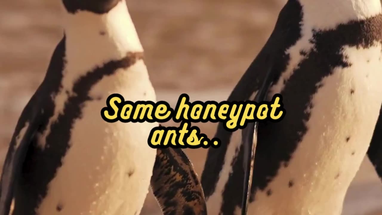 Animal Facts Honeypot Ant Storage #shorts