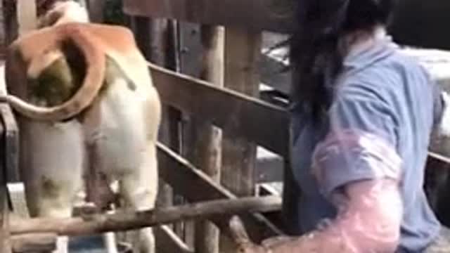 Medicina veterinária