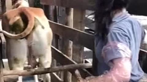 Medicina veterinária