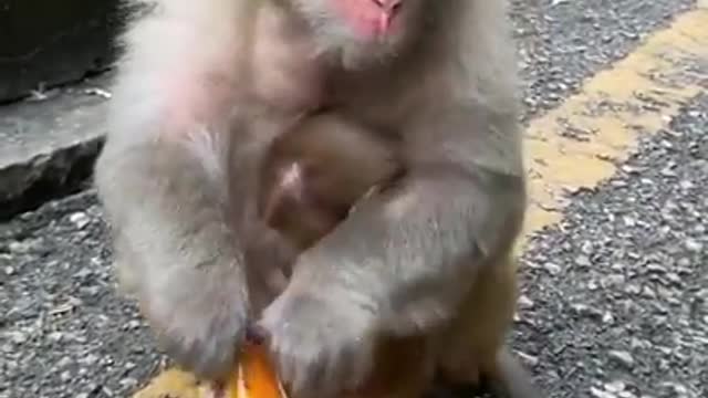 HOW THIS MONKEY EAT WILL BLOW YOUR MIND!