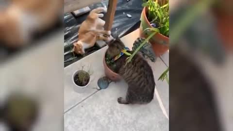 Top funny cat videos compilation
