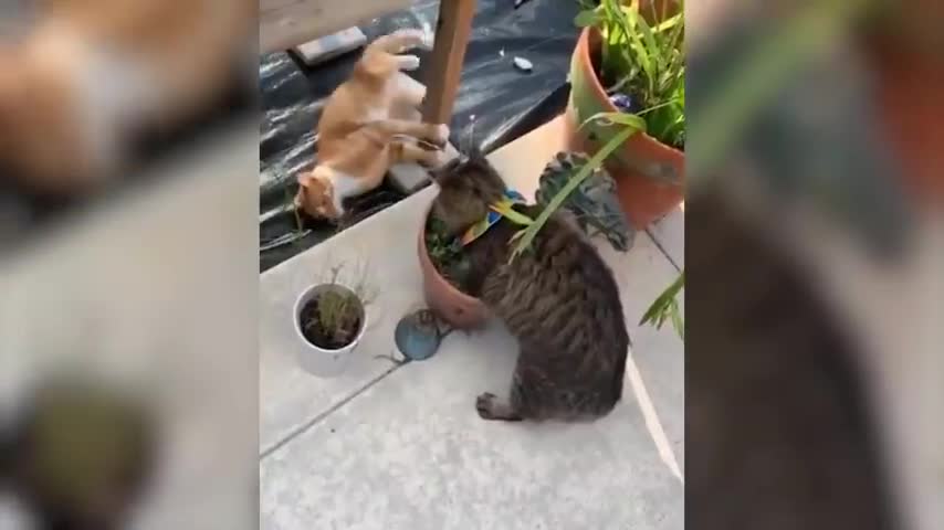 Top funny cat videos compilation