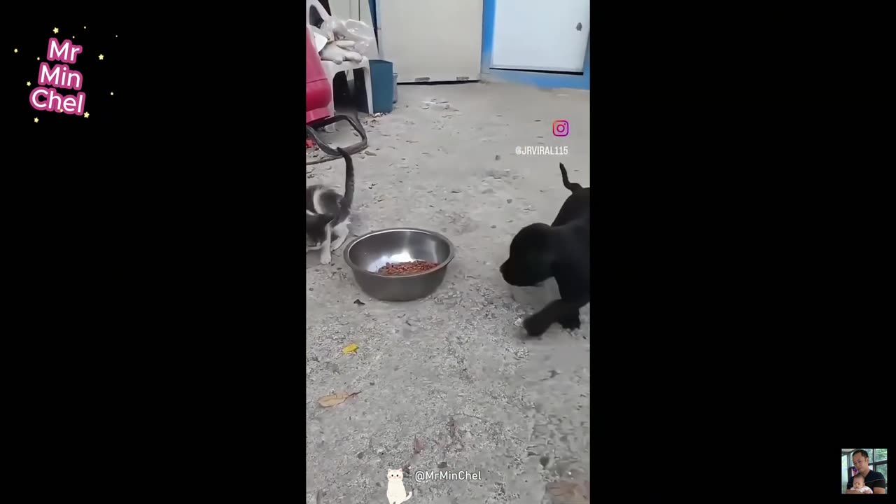 “Cats and dogs are conquering the Internet again.”