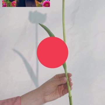 Learn 4 Languages Easily: English, French, German, and Spanish Together!"