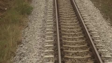Dog Outruns Incoming Train