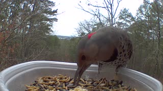 Northern flicker