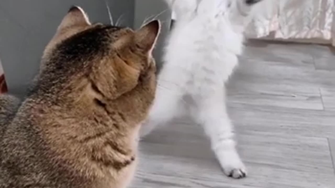 BEST,Funny Action Cat 🐈 2024!! New Funny Videos