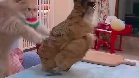 New cats funny fight movement 🤣🤣🤣