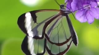 Watch Amazing Glasswing Butterfly #insect #insectdiversity