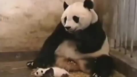 Bisque Sneezing Panda Remixes