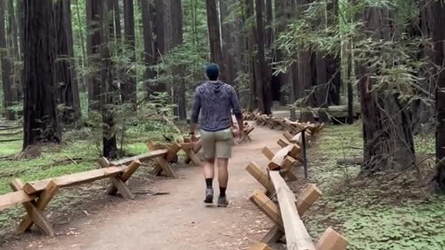 My favorite redwood forest in the Bay Area?