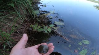 Baby Turtle