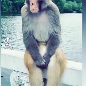 Funny Monkey