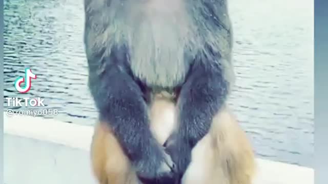 Funny Monkey