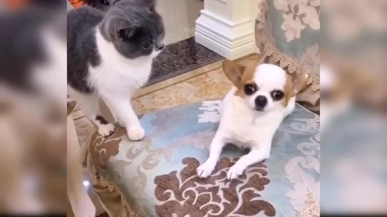Dog and cat fight 🤣