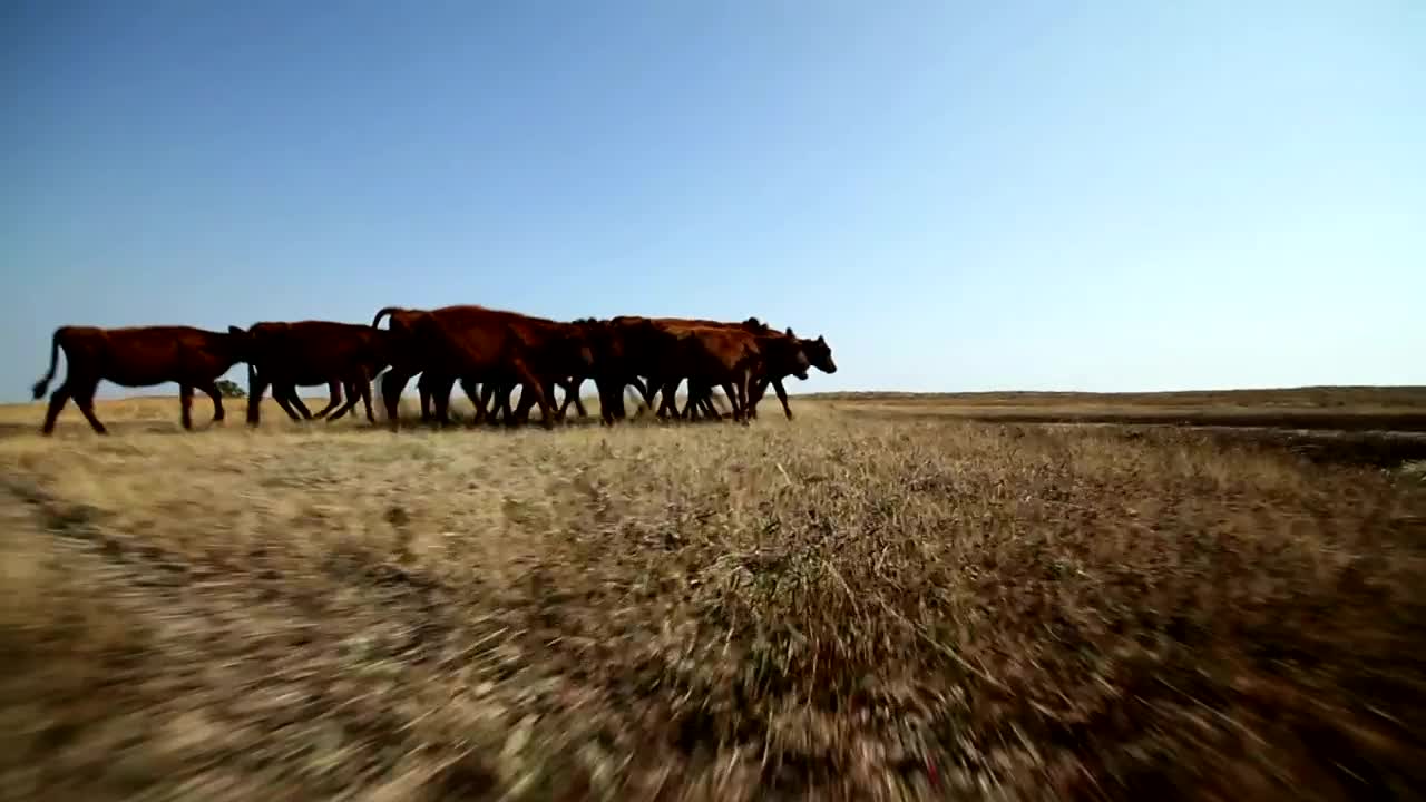 Calves walking in a field