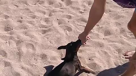 playing with my dog on the beach, twisting it in the air