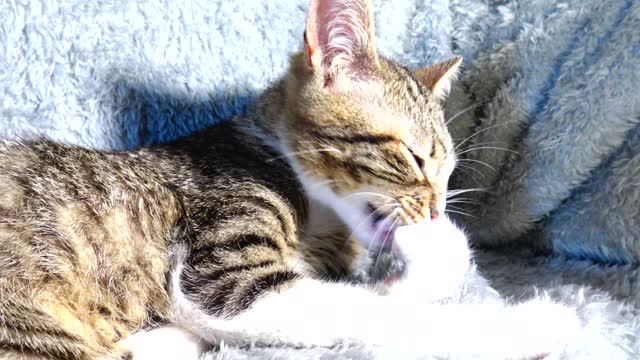 Little Cat Washes His Paws