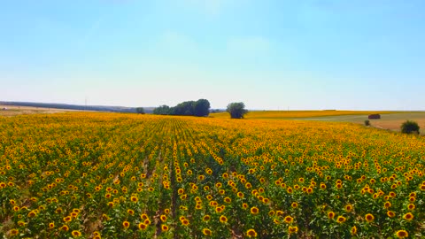 Sunflower Shenanigans: The Funniest Flower Moments