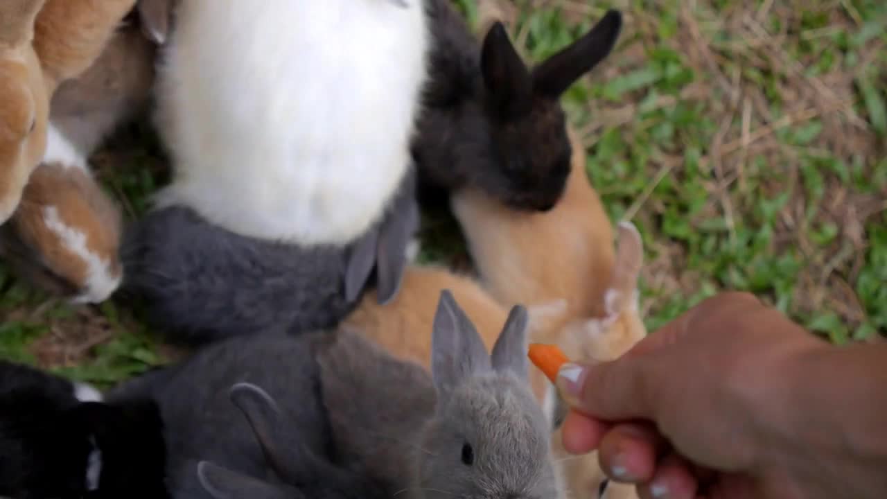 Group of Rabbits Eating Carrot From Hand in Farm