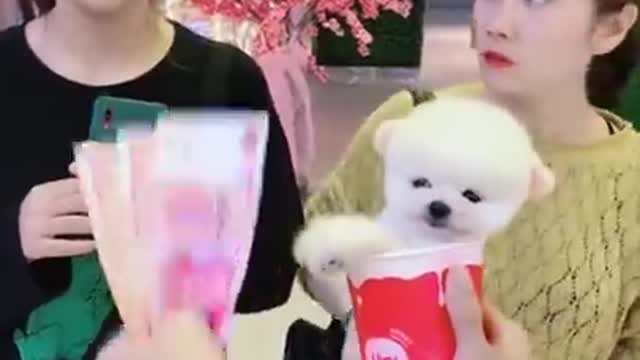 Cut and Funny Pomeranian Videos