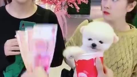 Cut and Funny Pomeranian Videos