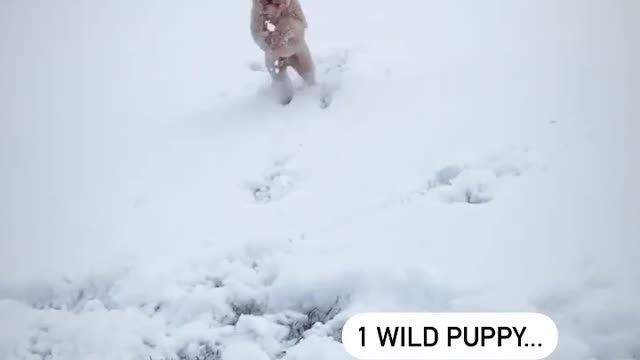 Cute puppy wonderful playing in ice place.