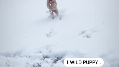 Cute puppy wonderful playing in ice place.