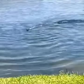 The most Florida thing you can do having a gator chase your RC boat.