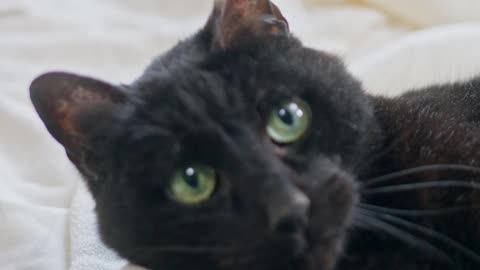 Black Cat plays with a toy on the bed