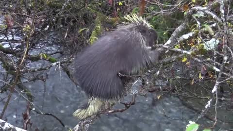 Porcupine Porcupine