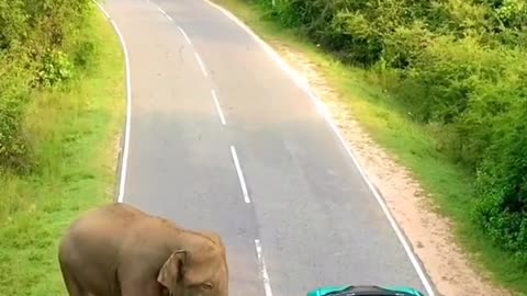 Best friend elephant and bmw together