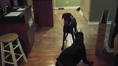 Kruz getting to know a new Female Doberman Pinscher