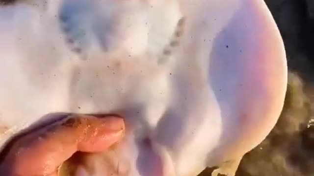 What this fish
