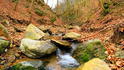 Relaxing sounds - sounds of water in the forest