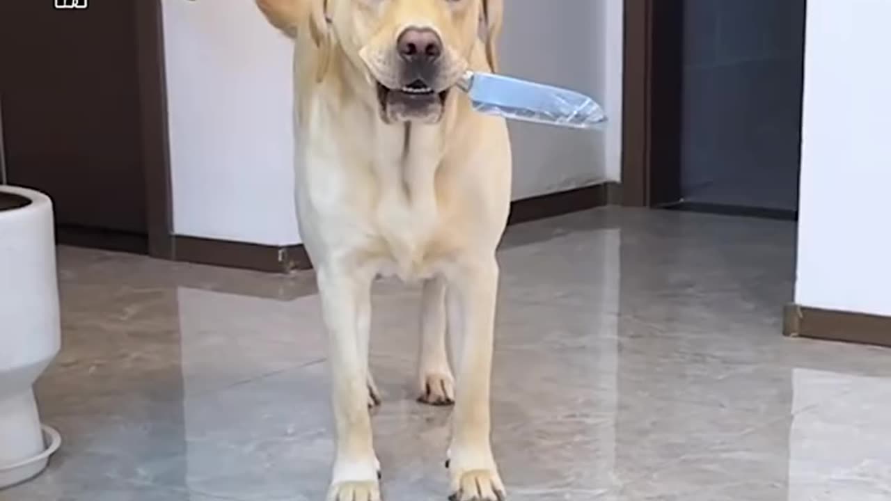 Dog funny video 🤣🤣