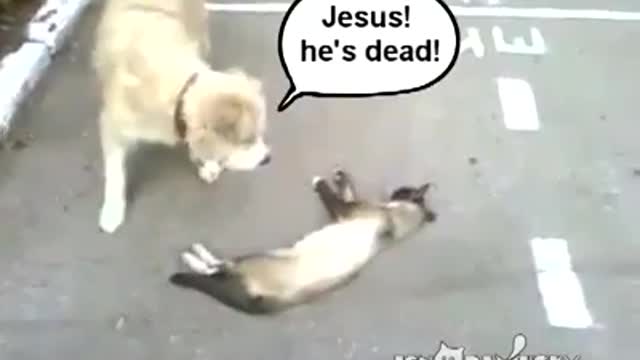 Too funny dog thought the cat was dead