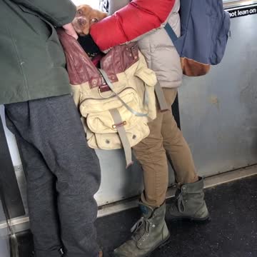 Couple has dog in brown red back pack