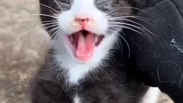 CUTE AND FUNNY CAT VIDEOS SHORTS 30 sec RUMBLE VIDEO