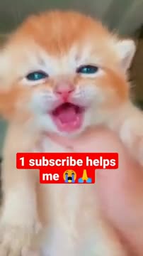 8.cute cat funny #shorts3