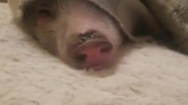 Amanda Grace Talks..PIG IN A BLANKET!!!!