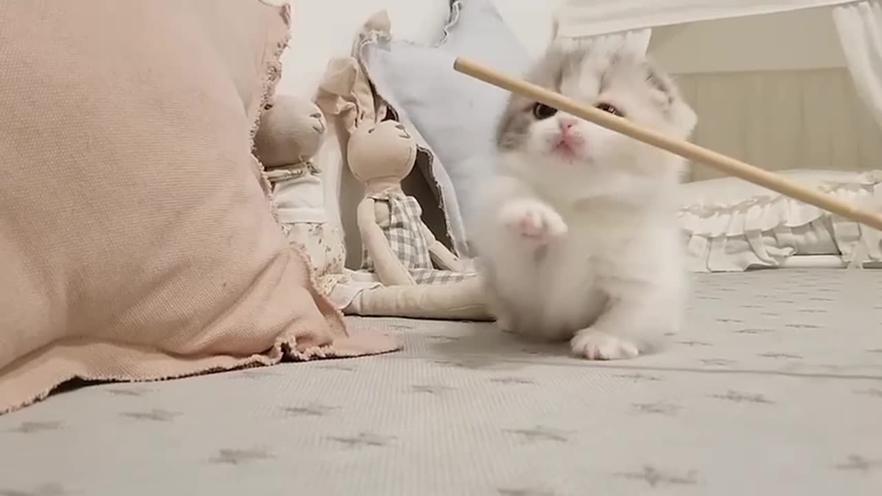 kitten playing with stick