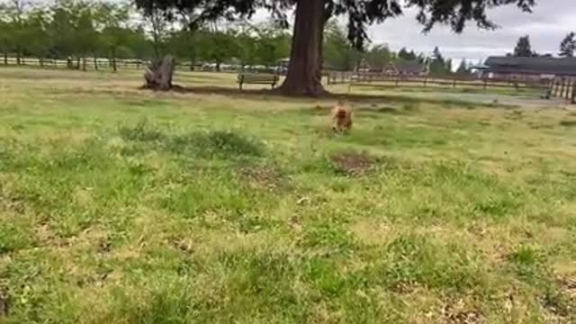 German shepherd attacks pitbull in the park