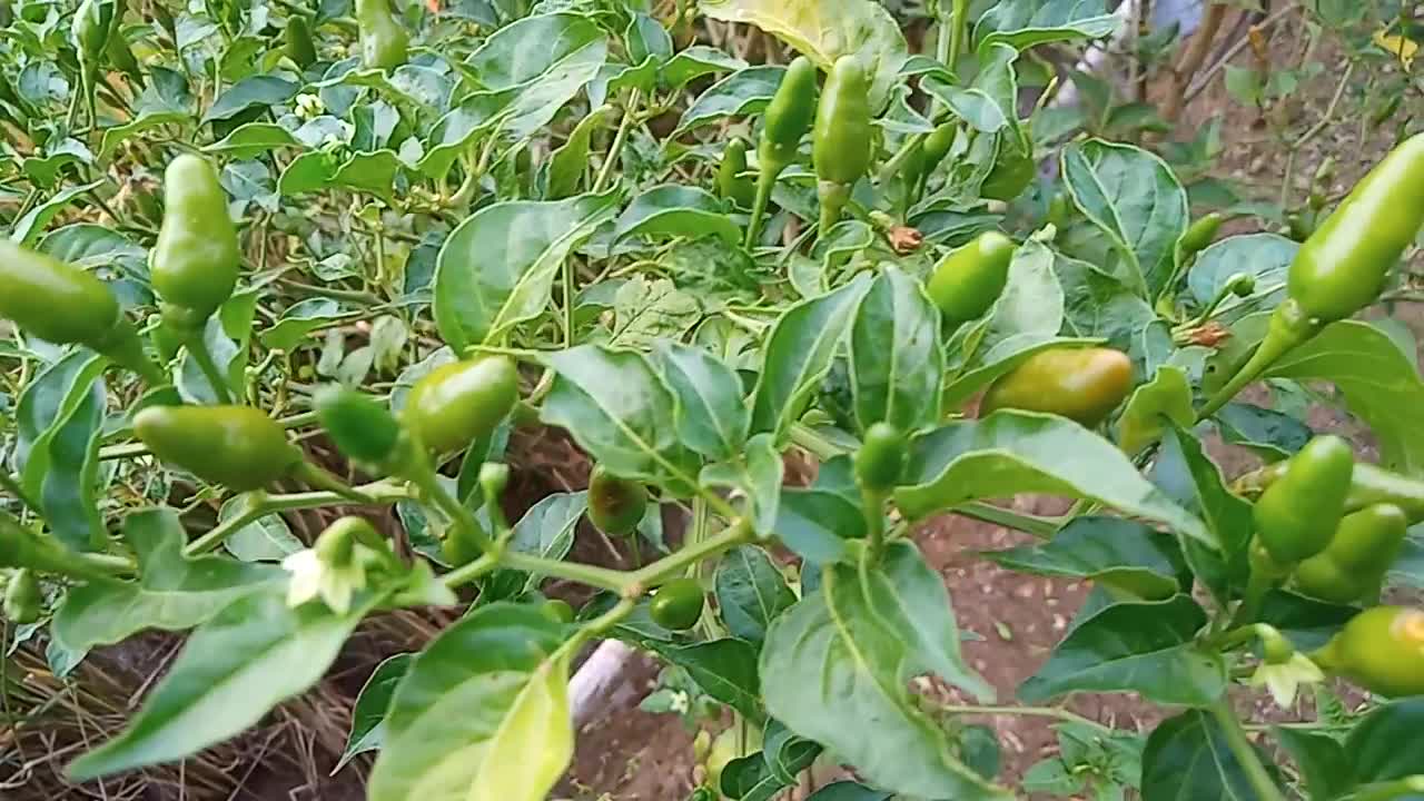 Kebun Cabe Rawit