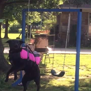 Dog Enjoys A Homemade Zipline