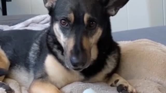 Overly dramatic dog hysterically demands more attention 1