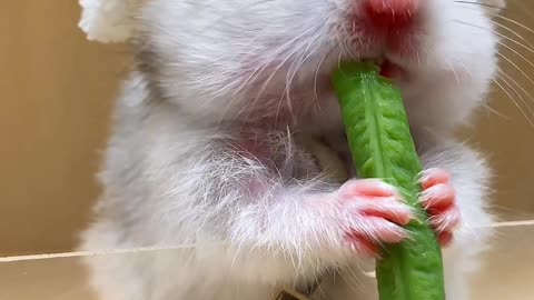 Cute hamster munching vege