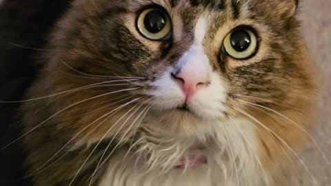 Petunia The Norwegian Forest Cat Giving Her Best Poses