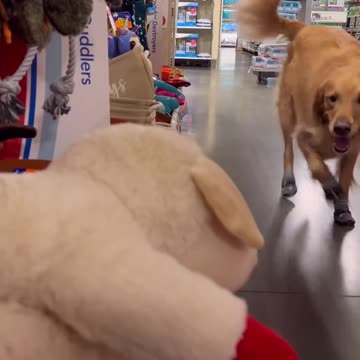 My dog stole my truck and bought toys!